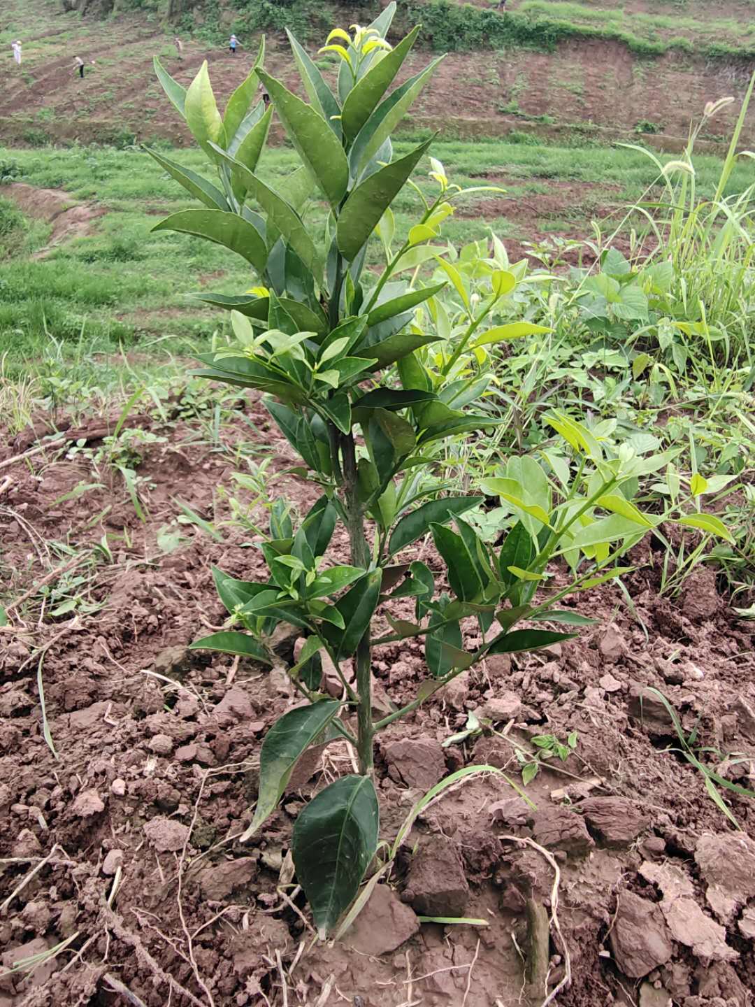 湖南樹人農(nóng)林科技有限公司,湖南柑橘品種銷售,中國(guó)果樹網(wǎng),常綠果樹類哪里好 湖南樹人農(nóng)林科技有限公司,湖南柑橘品種銷售,中國(guó)果樹網(wǎng),常綠果樹類哪里好