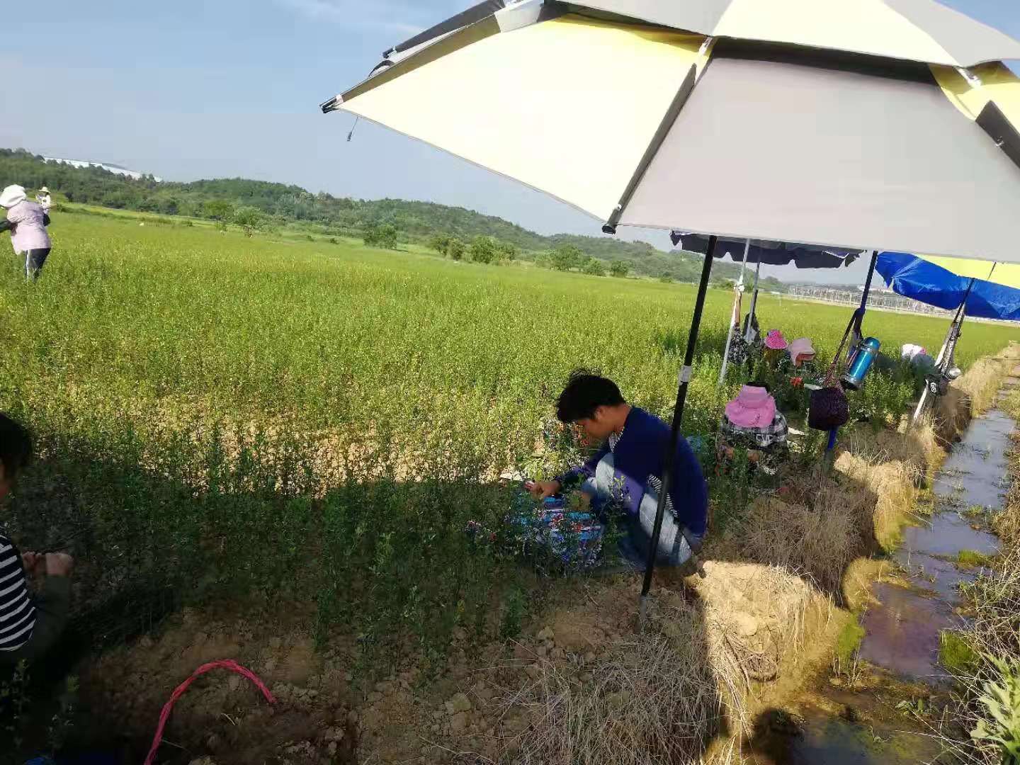 湖南樹人農(nóng)林科技有限公司,湖南柑橘品種銷售,中國(guó)果樹網(wǎng),常綠果樹類哪里好