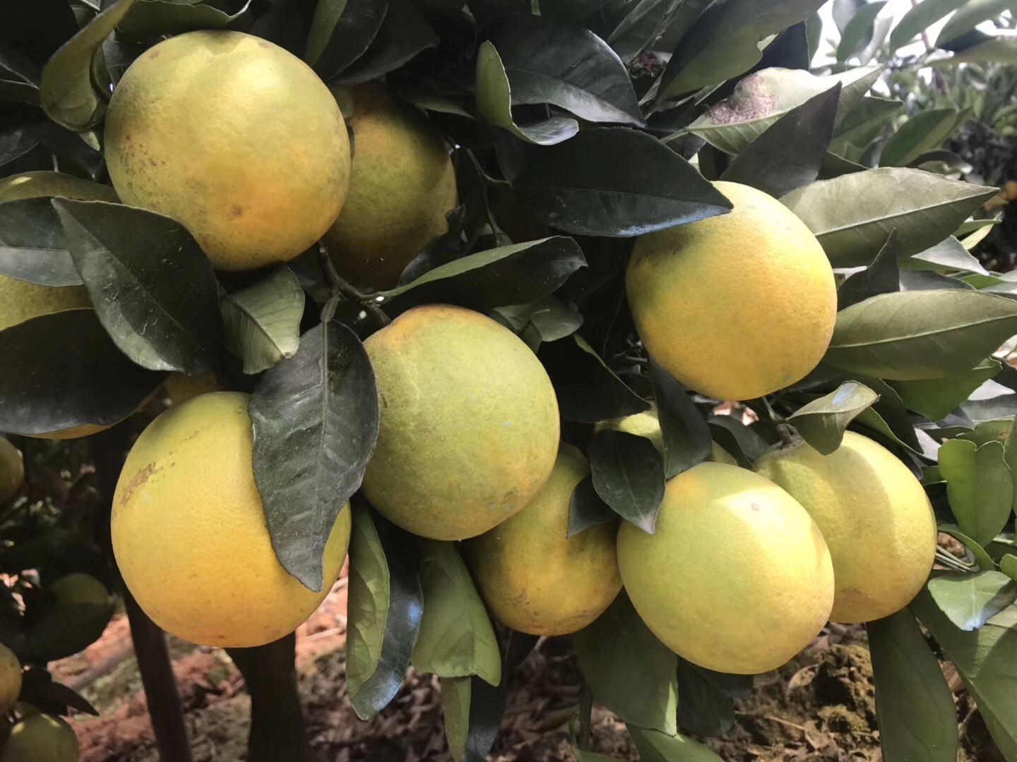 湖南樹(shù)人農(nóng)林科技有限公司,湖南柑橘品種銷(xiāo)售,中國(guó)果樹(shù)網(wǎng),常綠果樹(shù)類(lèi)哪里好