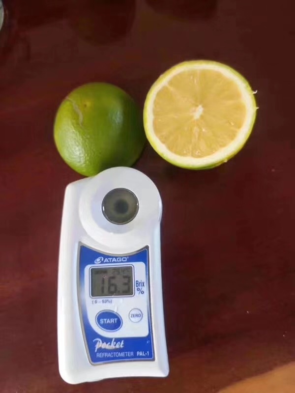 湖南樹(shù)人農(nóng)林科技有限公司,湖南柑橘品種銷(xiāo)售,中國(guó)果樹(shù)網(wǎng),常綠果樹(shù)類(lèi)哪里好