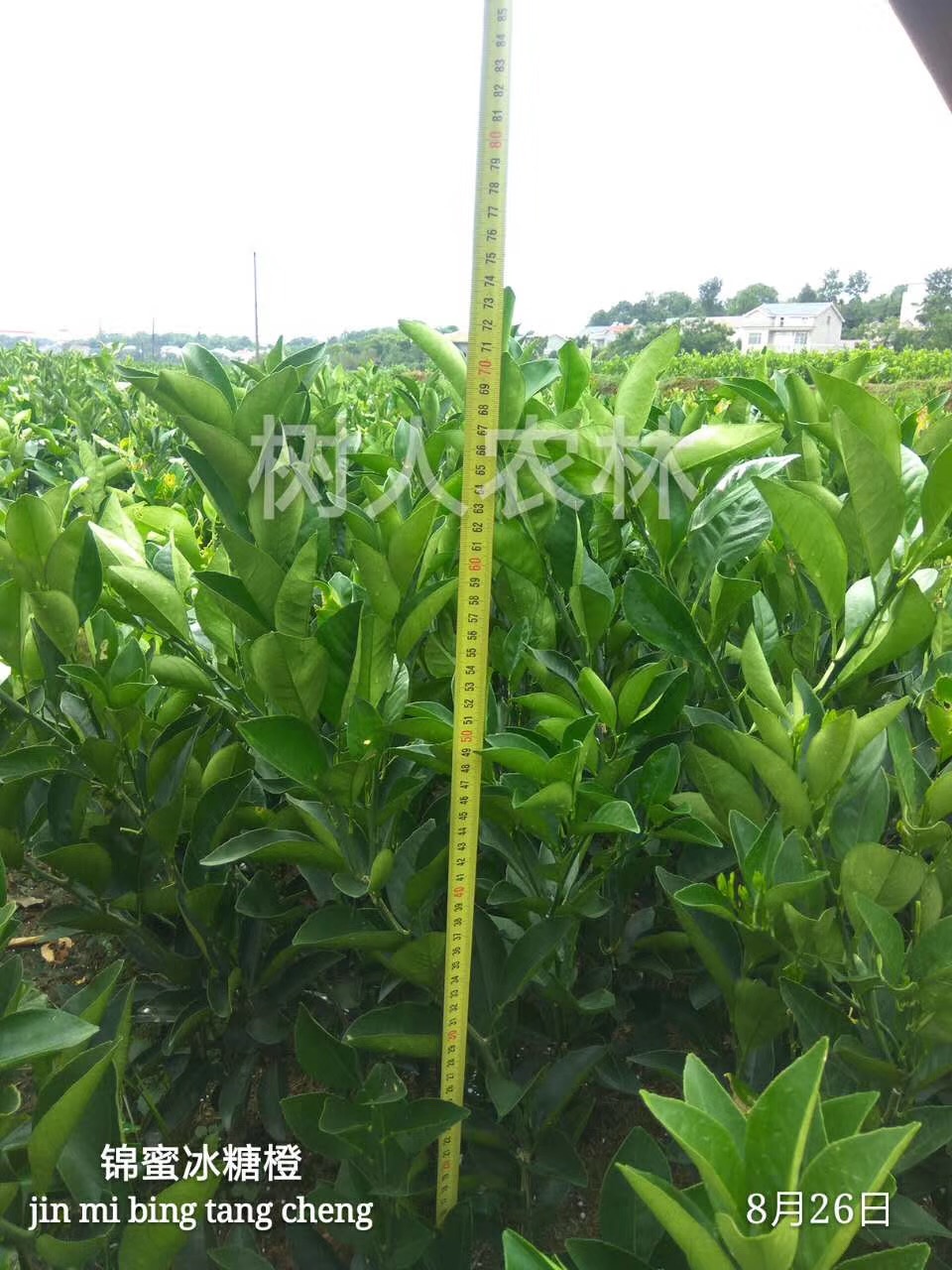 湖南樹(shù)人農(nóng)林科技有限公司,湖南柑橘品種銷(xiāo)售,中國(guó)果樹(shù)網(wǎng),常綠果樹(shù)類(lèi)哪里好