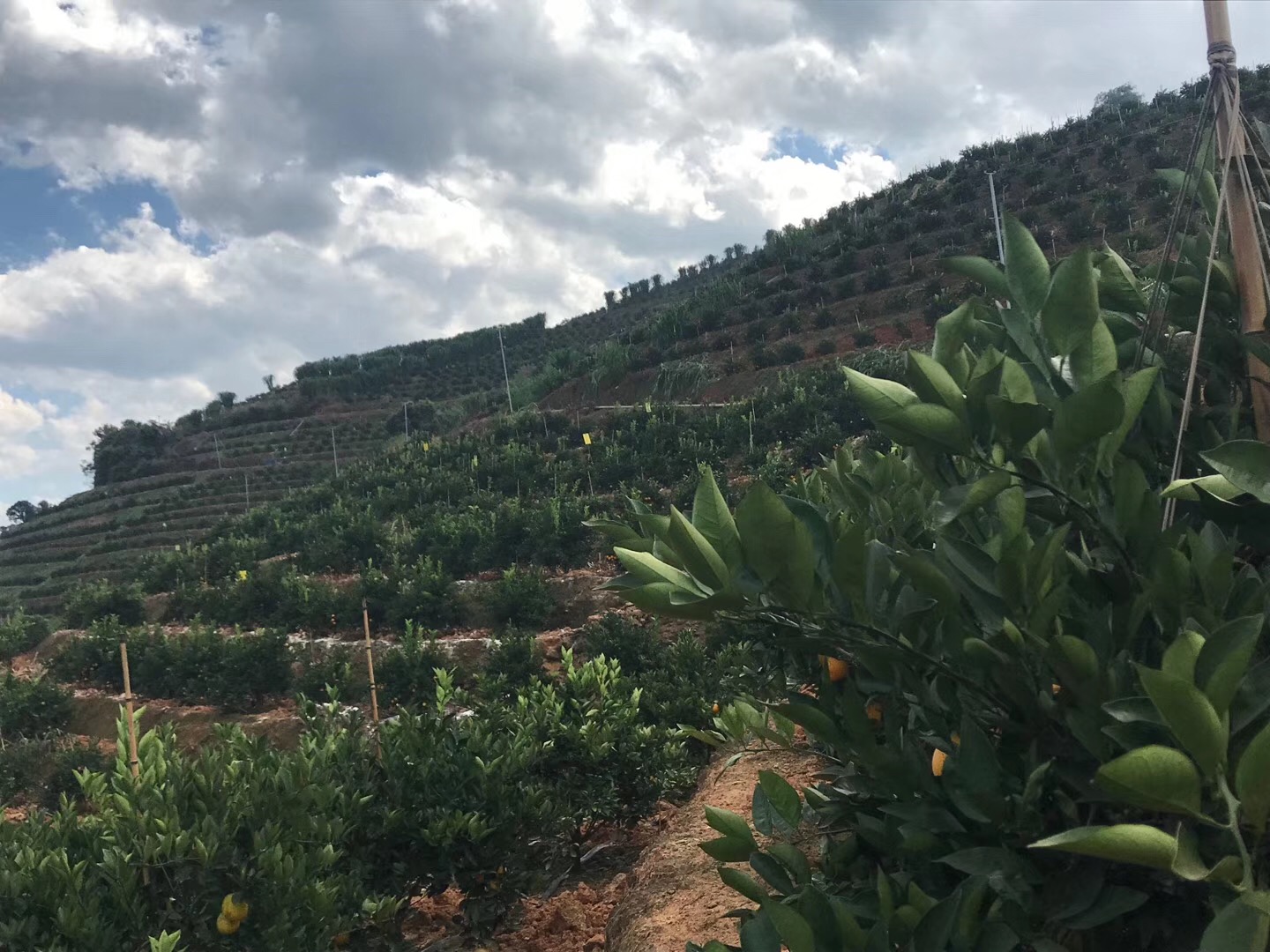 湖南樹(shù)人農(nóng)林科技有限公司,湖南柑橘品種銷(xiāo)售,中國(guó)果樹(shù)網(wǎng),常綠果樹(shù)類(lèi)哪里好