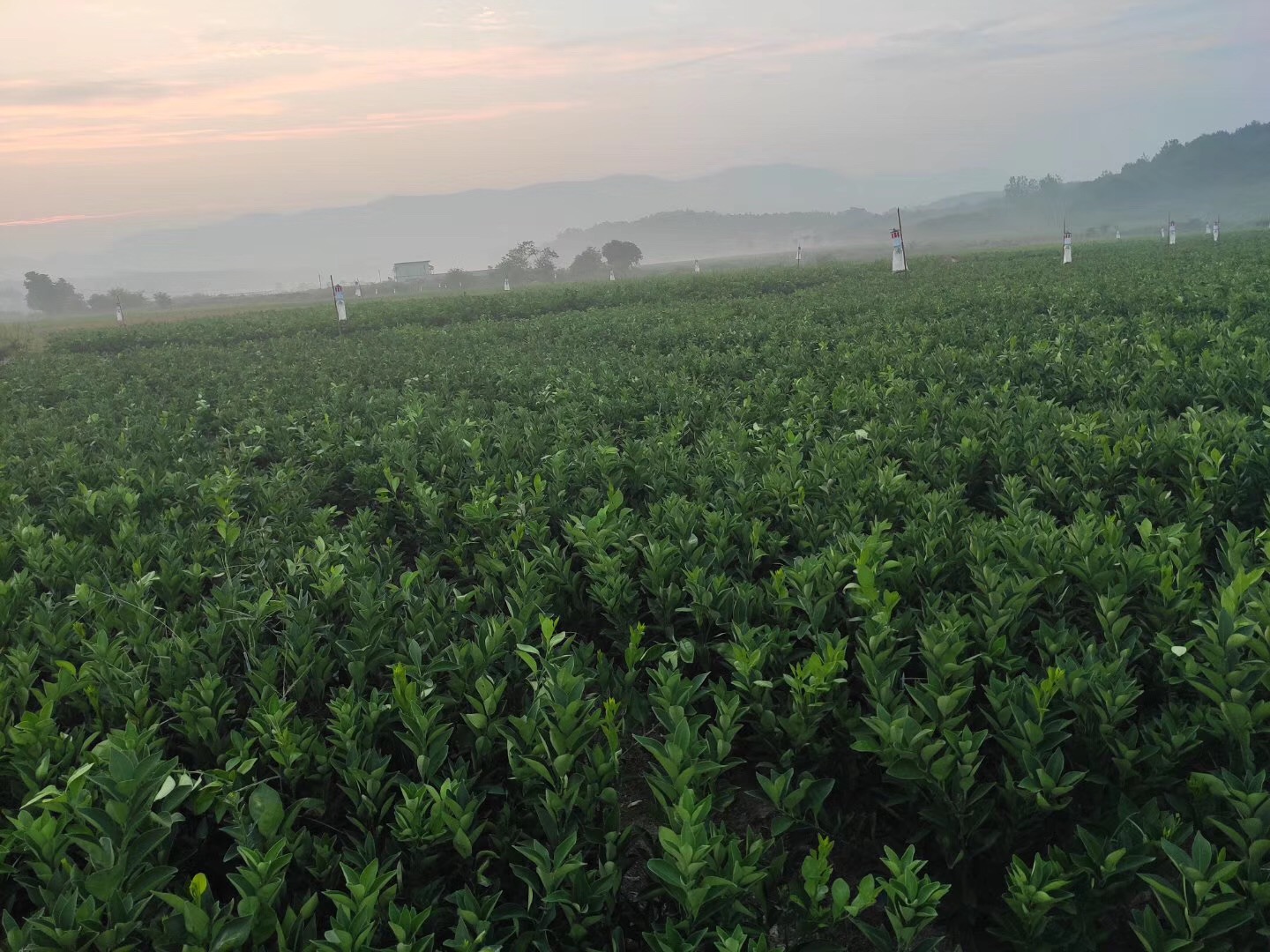 湖南樹(shù)人農(nóng)林科技有限公司,湖南柑橘品種銷(xiāo)售,中國(guó)果樹(shù)網(wǎng),常綠果樹(shù)類(lèi)哪里好