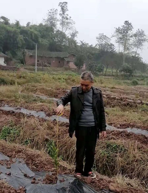 湖南樹人農林科技有限公司,湖南柑橘品種銷售,中國果樹網,常綠果樹類哪里好