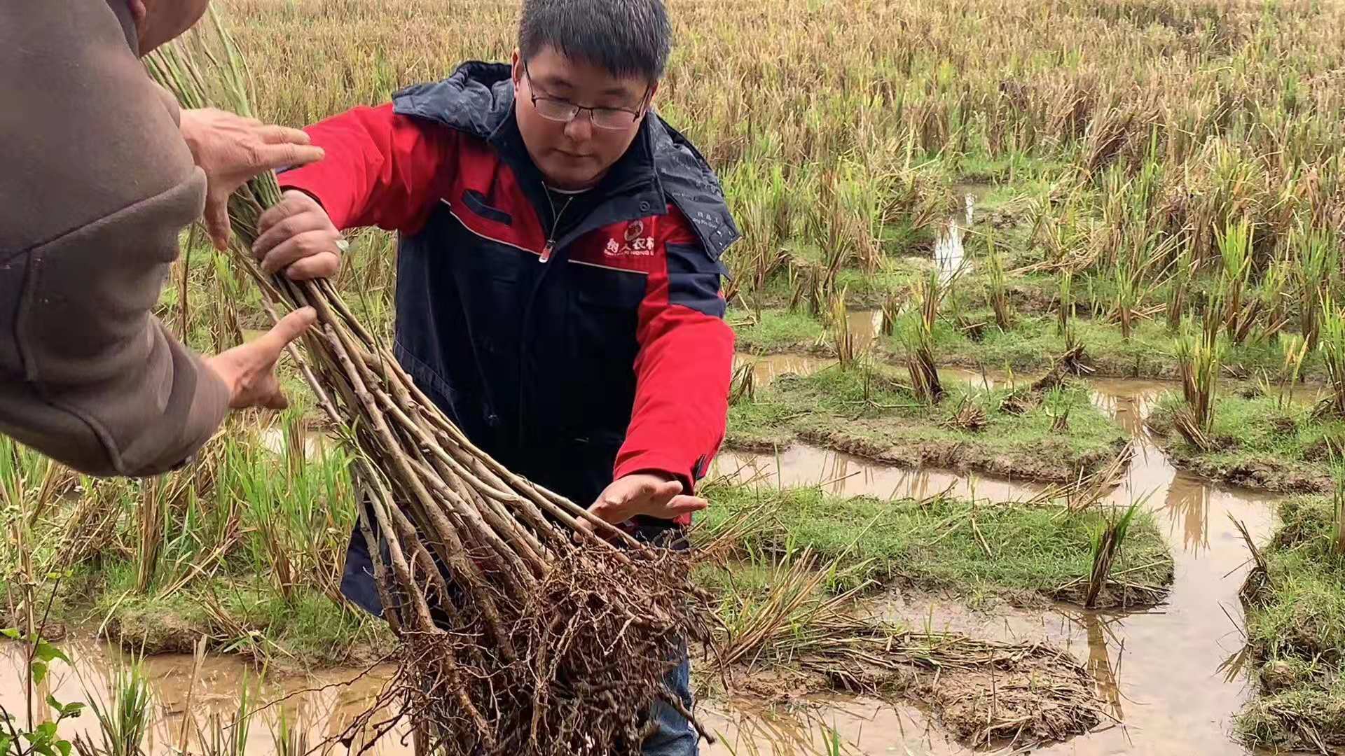 湖南樹(shù)人農(nóng)林科技有限公司,湖南柑橘品種銷售,中國(guó)果樹(shù)網(wǎng),常綠果樹(shù)類哪里好