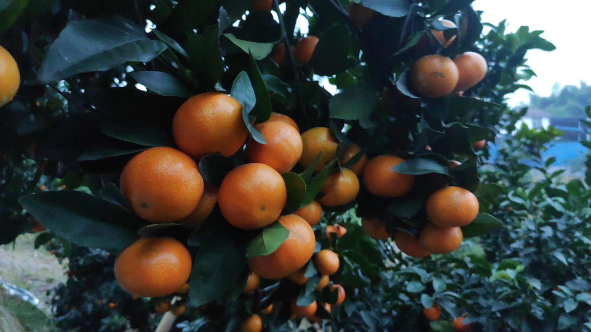 湖南樹人農林科技有限公司,湖南柑橘品種銷售,中國果樹網,常綠果樹類哪里好