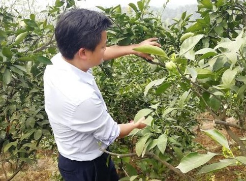 湖南樹人農(nóng)林科技有限公司,湖南柑橘品種銷售,中國果樹網(wǎng),常綠果樹類哪里好