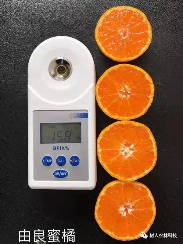 湖南樹人農林科技有限公司,湖南柑橘品種銷售,中國果樹網,常綠果樹類哪里好