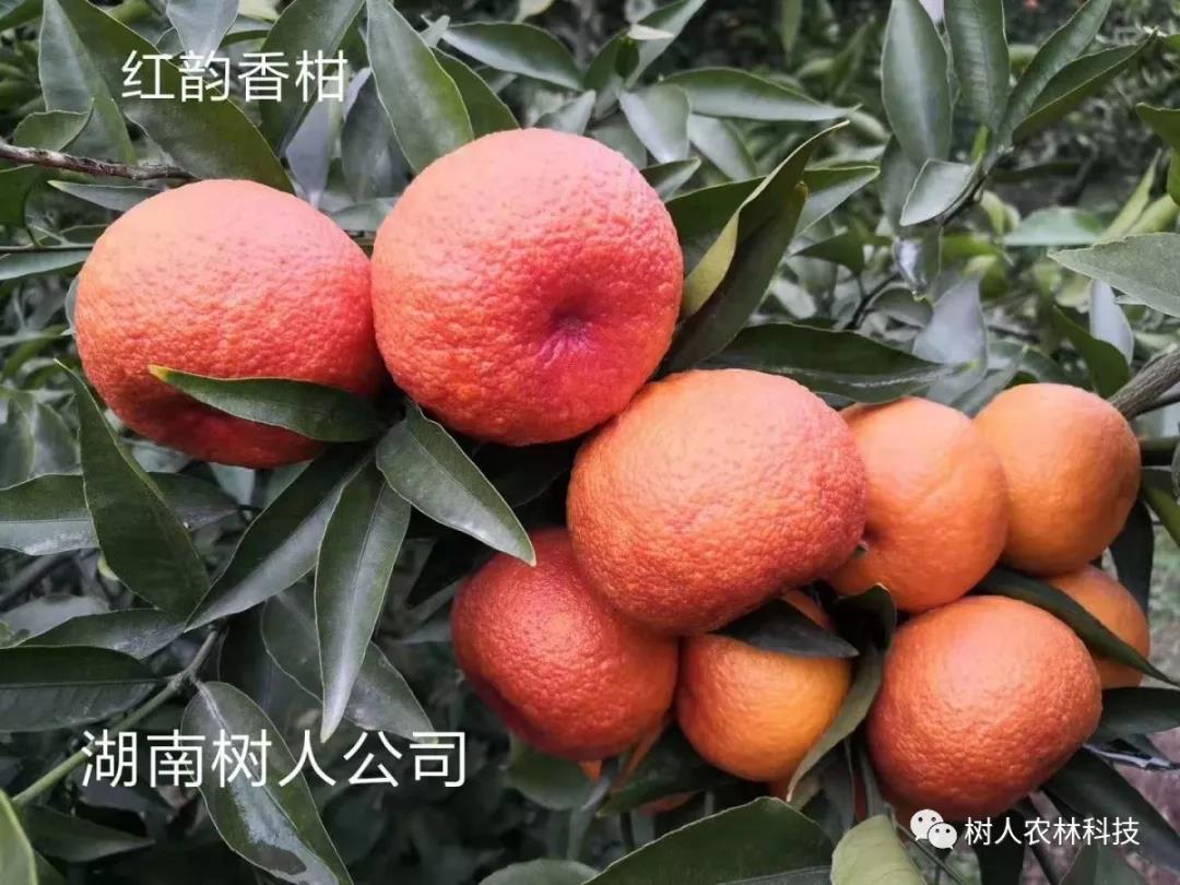 湖南樹人農林科技有限公司,湖南柑橘品種銷售,中國果樹網,常綠果樹類哪里好
