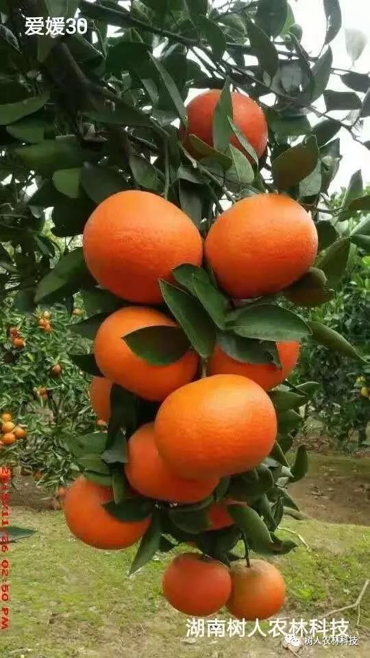 湖南樹人農林科技有限公司,湖南柑橘品種銷售,中國果樹網,常綠果樹類哪里好