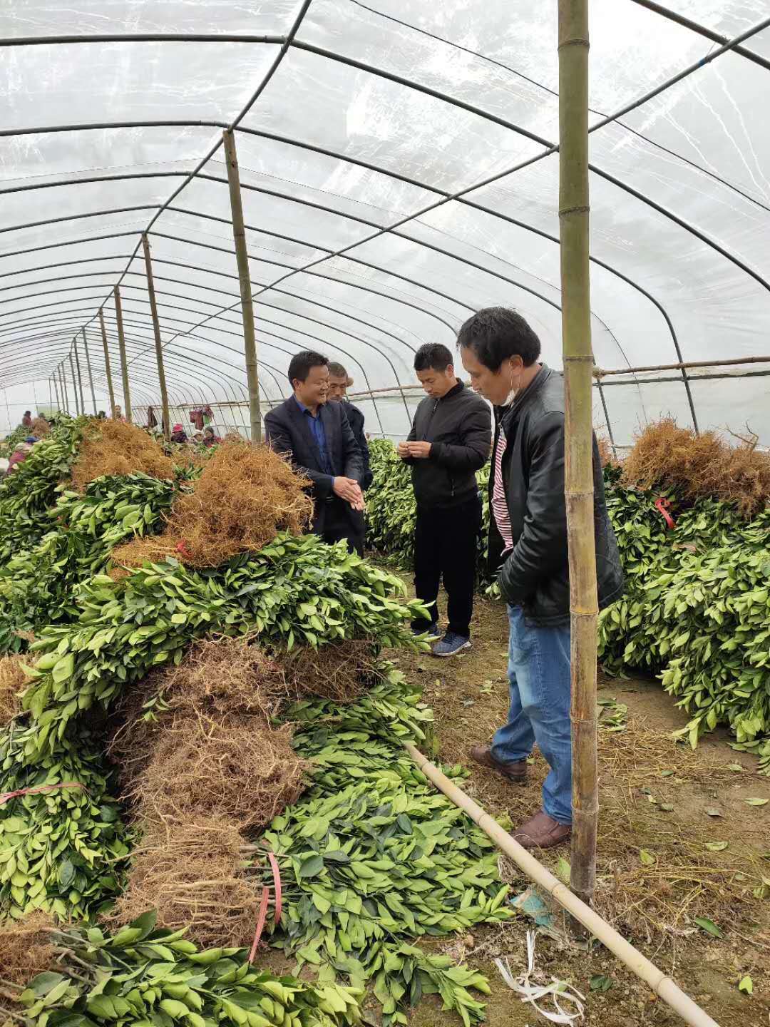 湖南樹(shù)人農(nóng)林科技有限公司,湖南柑橘品種銷售,中國(guó)果樹(shù)網(wǎng),常綠果樹(shù)類哪里好