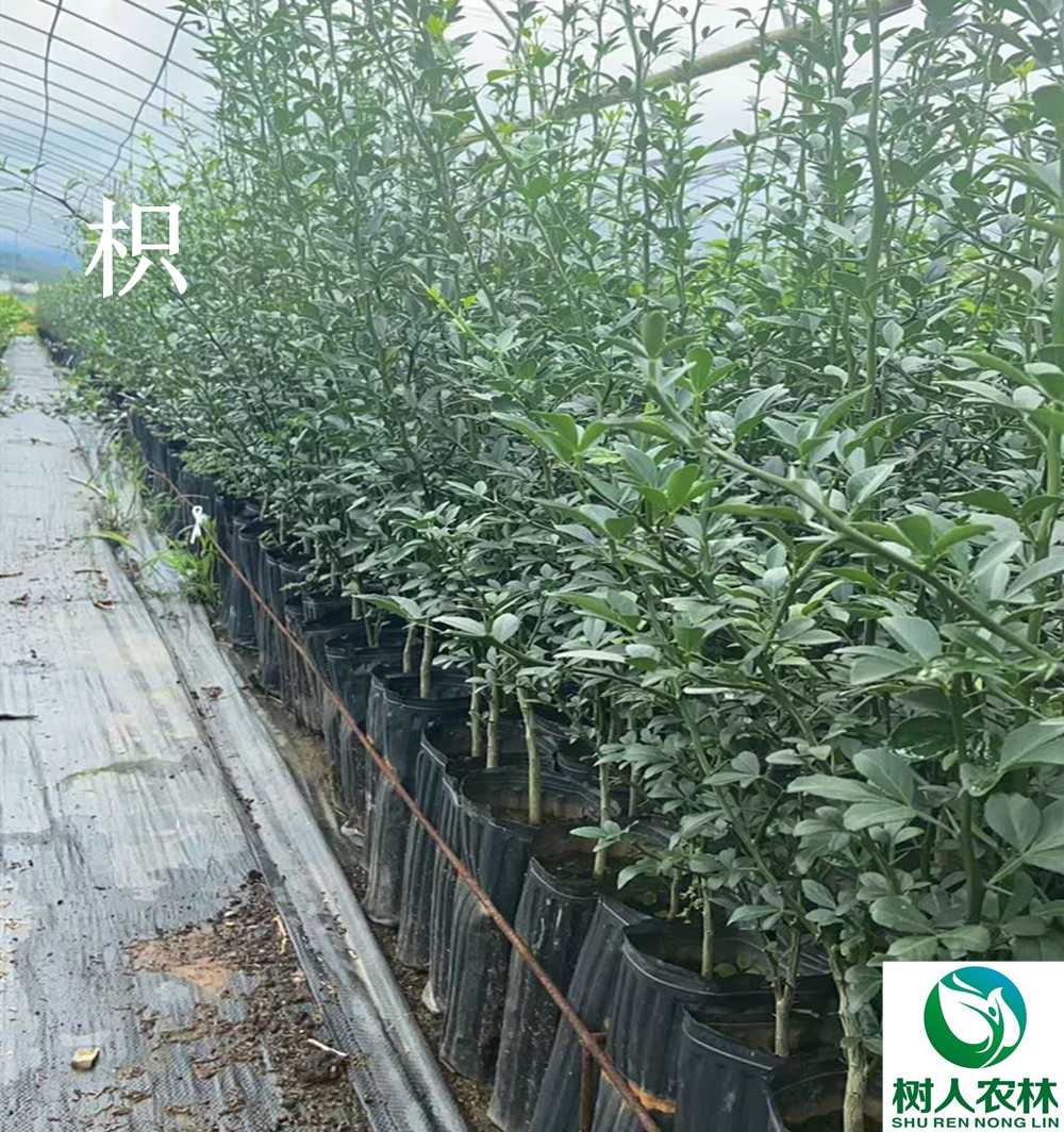 湖南樹人農林科技有限公司,湖南柑橘品種銷售,中國果樹網,常綠果樹類哪里好