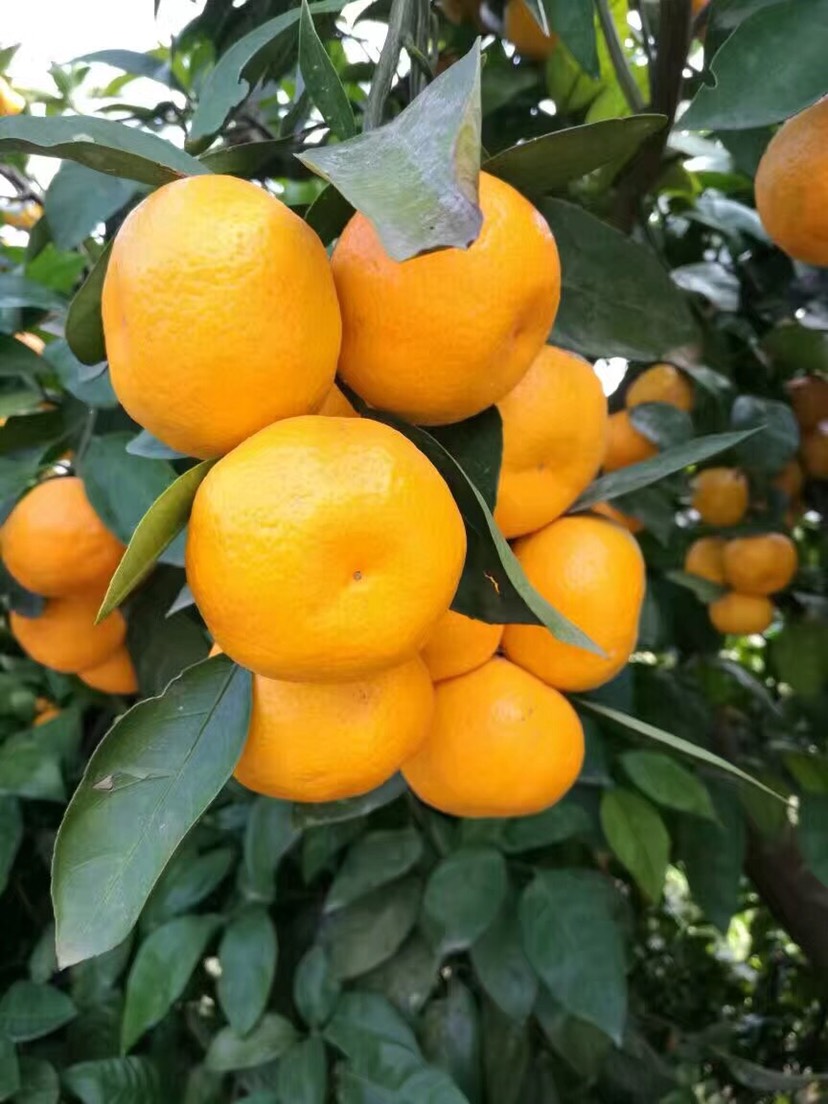 湖南樹人農林科技有限公司,湖南柑橘品種銷售,中國果樹網,常綠果樹類哪里好