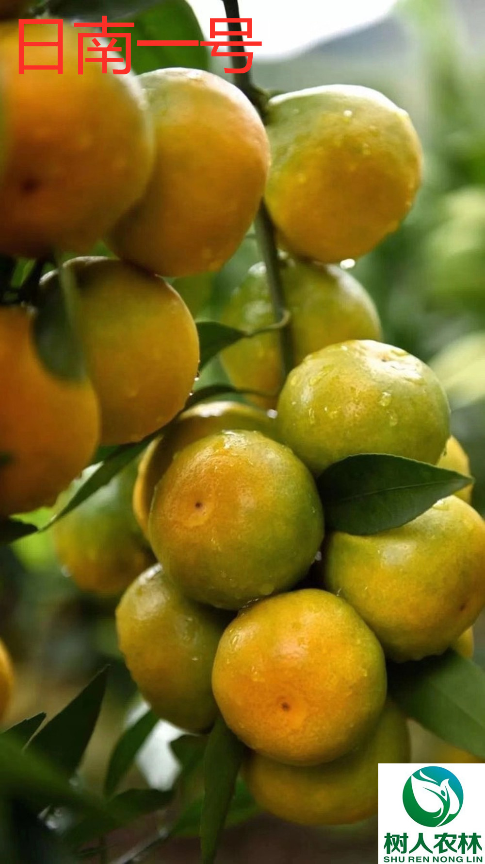 湖南樹人農林科技有限公司,湖南柑橘品種銷售,中國果樹網,常綠果樹類哪里好