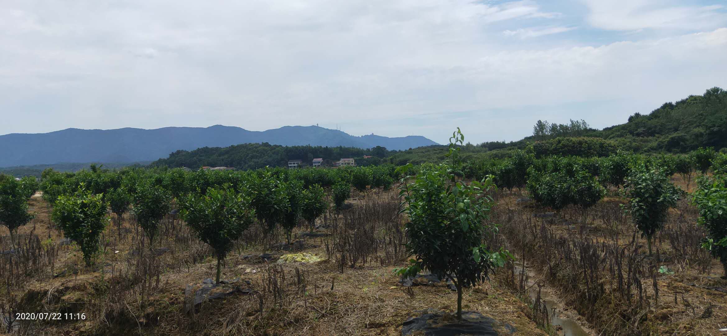 湖南樹人農林科技有限公司,湖南柑橘品種銷售,中國果樹網,常綠果樹類哪里好