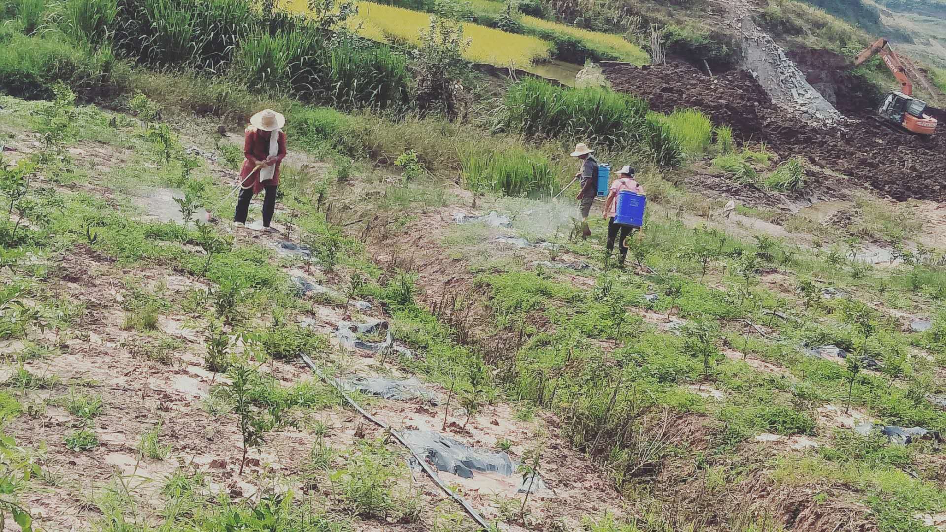 湖南樹人農林科技有限公司,湖南柑橘品種銷售,中國果樹網,常綠果樹類哪里好