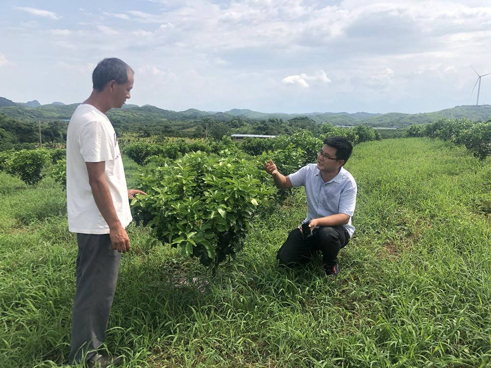 湖南樹人農林科技有限公司,湖南柑橘品種銷售,中國果樹網,常綠果樹類哪里好