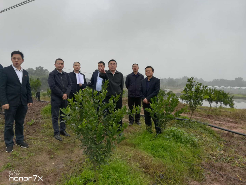 湖南樹人農(nóng)林科技有限公司,湖南柑橘品種銷售,中國果樹網(wǎng),常綠果樹類哪里好