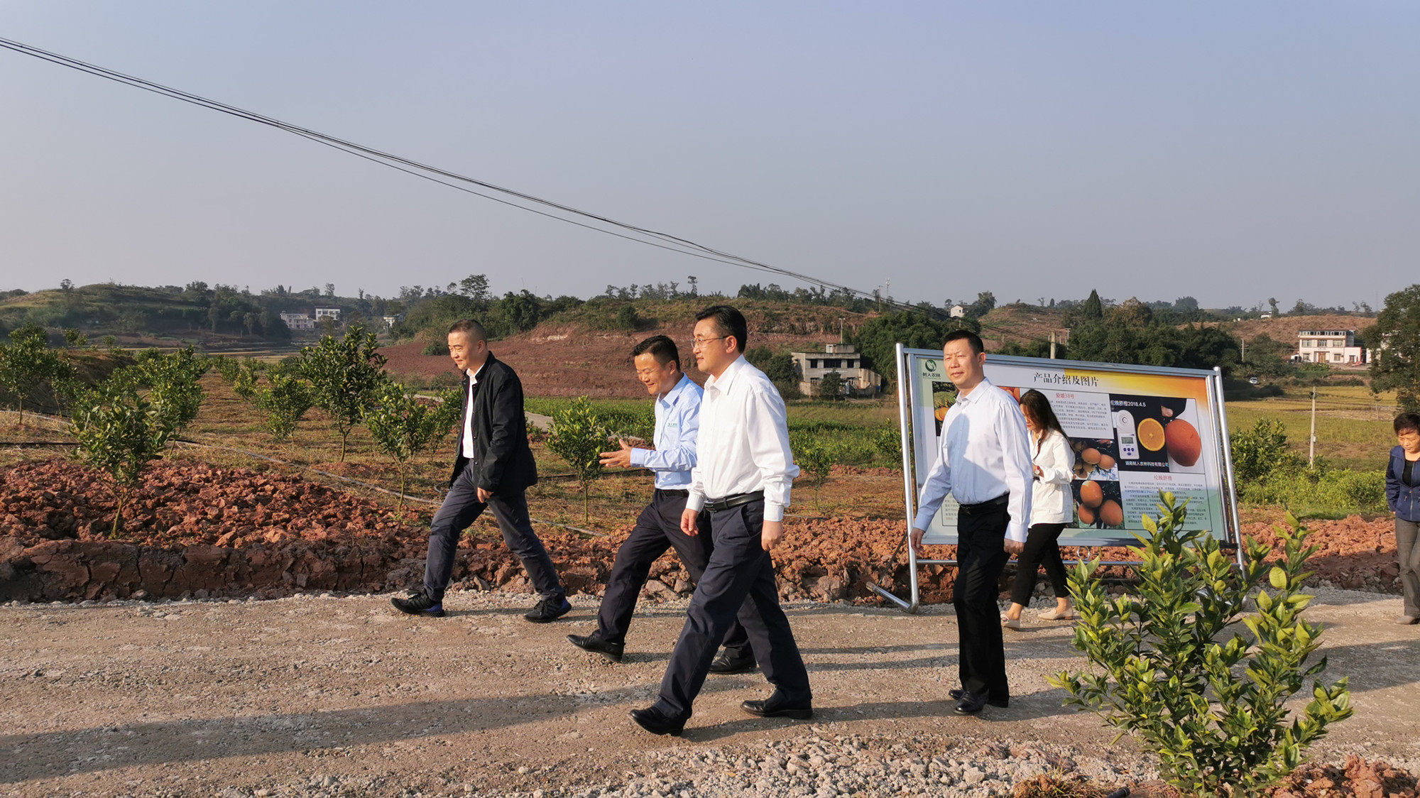 湖南樹人農林科技有限公司,湖南柑橘品種銷售,中國果樹網,常綠果樹類哪里好 湖南樹人農林科技有限公司,湖南柑橘品種銷售,中國果樹網,常綠果樹類哪里好