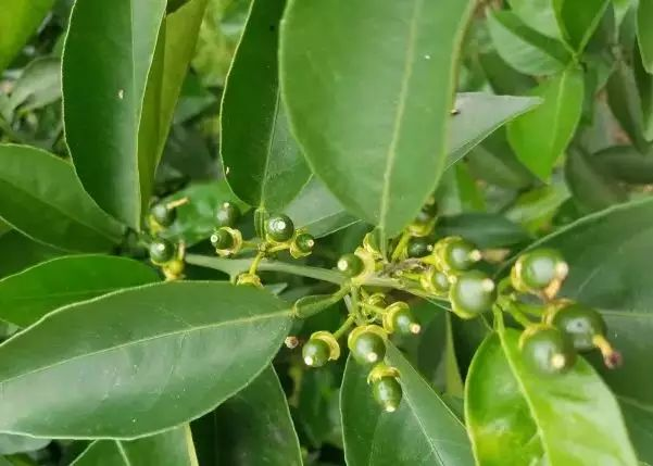 湖南樹人農(nóng)林科技有限公司,湖南柑橘品種銷售,中國果樹網(wǎng),常綠果樹類哪里好 湖南樹人農(nóng)林科技有限公司,湖南柑橘品種銷售,中國果樹網(wǎng),常綠果樹類哪里好