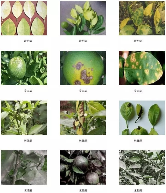 湖南樹人農(nóng)林科技有限公司,湖南柑橘品種銷售,中國果樹網(wǎng),常綠果樹類哪里好 湖南樹人農(nóng)林科技有限公司,湖南柑橘品種銷售,中國果樹網(wǎng),常綠果樹類哪里好