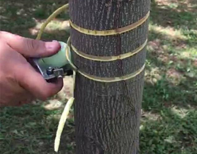 湖南樹人農(nóng)林科技有限公司,湖南柑橘品種銷售,中國果樹網(wǎng),常綠果樹類哪里好 湖南樹人農(nóng)林科技有限公司,湖南柑橘品種銷售,中國果樹網(wǎng),常綠果樹類哪里好