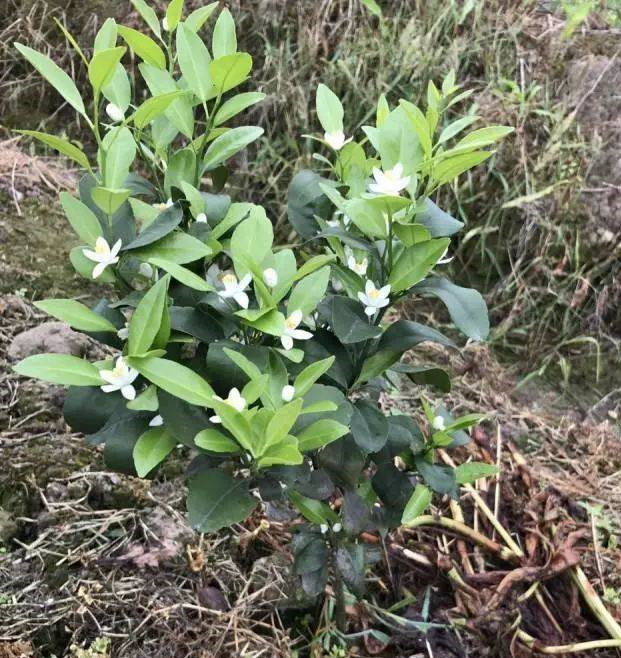 湖南樹人農(nóng)林科技有限公司,湖南柑橘品種銷售,中國果樹網(wǎng),常綠果樹類哪里好 湖南樹人農(nóng)林科技有限公司,湖南柑橘品種銷售,中國果樹網(wǎng),常綠果樹類哪里好