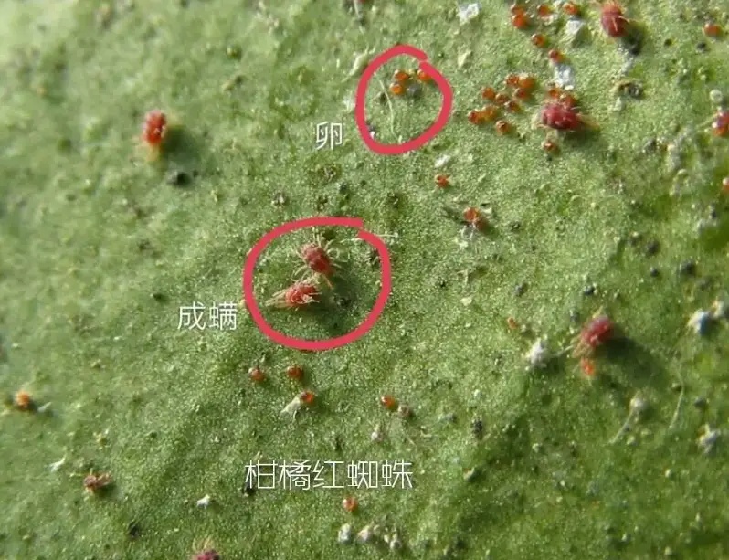 湖南樹人農林科技有限公司,湖南柑橘品種銷售,中國果樹網,常綠果樹類哪里好 湖南樹人農林科技有限公司,湖南柑橘品種銷售,中國果樹網,常綠果樹類哪里好