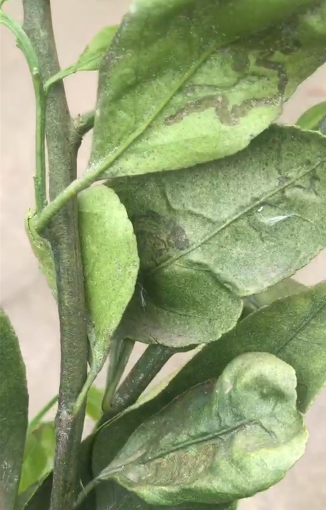 湖南樹人農林科技有限公司,湖南柑橘品種銷售,中國果樹網,常綠果樹類哪里好 湖南樹人農林科技有限公司,湖南柑橘品種銷售,中國果樹網,常綠果樹類哪里好