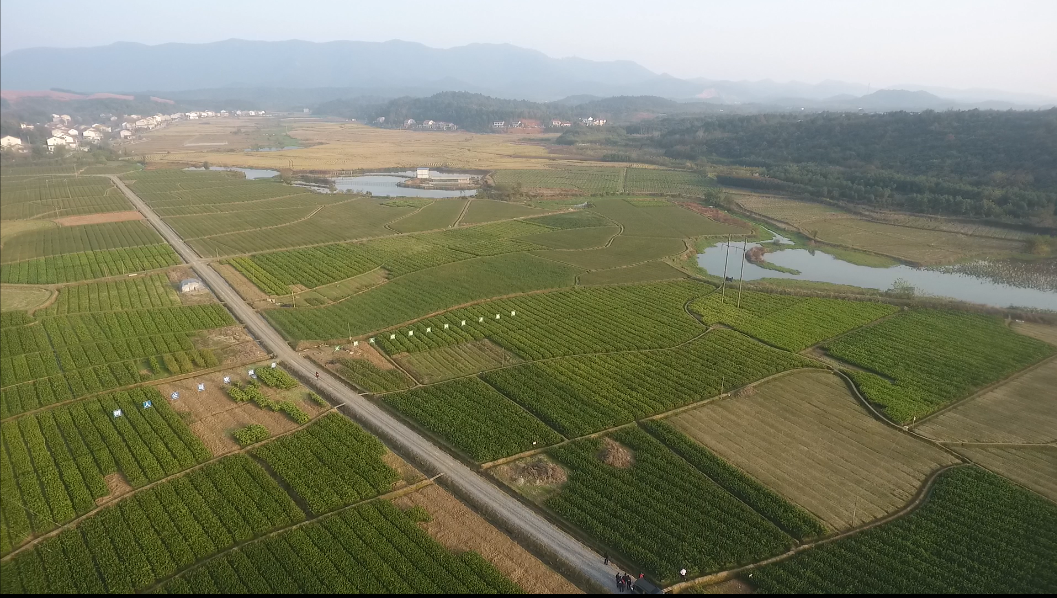 湖南樹人農(nóng)林科技有限公司,湖南柑橘品種銷售,中國果樹網(wǎng),常綠果樹類哪里好