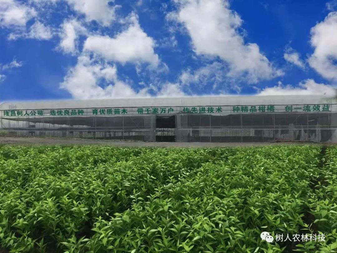 湖南樹人農(nóng)林科技有限公司,湖南柑橘品種銷售,中國果樹網(wǎng),常綠果樹類哪里好