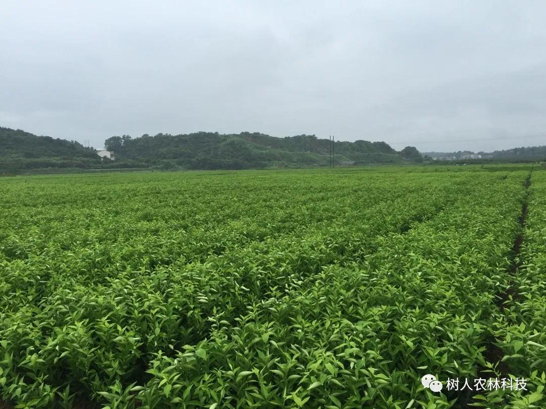 湖南樹人農(nóng)林科技有限公司,湖南柑橘品種銷售,中國果樹網(wǎng),常綠果樹類哪里好