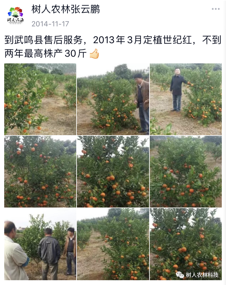 湖南樹人農(nóng)林科技有限公司,湖南柑橘品種銷售,中國果樹網(wǎng),常綠果樹類哪里好