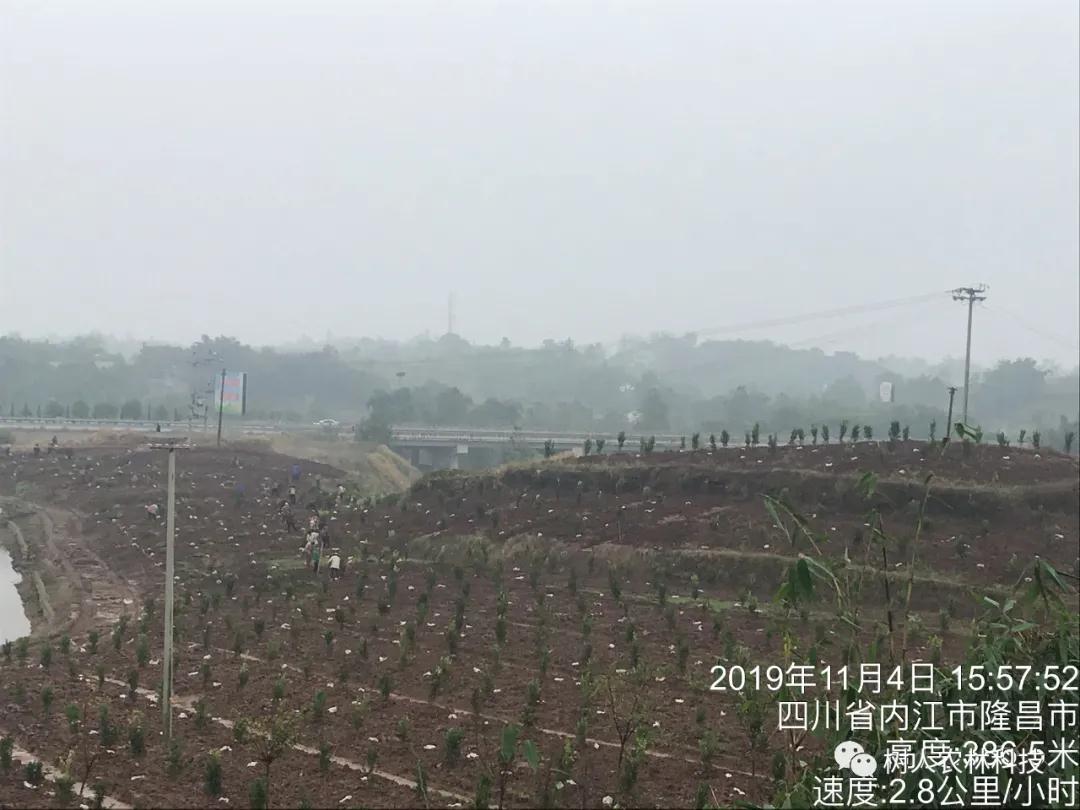 湖南樹人農(nóng)林科技有限公司,湖南柑橘品種銷售,中國果樹網(wǎng),常綠果樹類哪里好