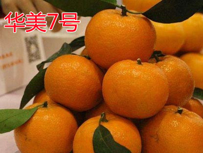 湖南樹(shù)人農(nóng)林科技有限公司,湖南柑橘品種銷(xiāo)售,中國(guó)果樹(shù)網(wǎng),常綠果樹(shù)類(lèi)哪里好 湖南樹(shù)人農(nóng)林科技有限公司,湖南柑橘品種銷(xiāo)售,中國(guó)果樹(shù)網(wǎng),常綠果樹(shù)類(lèi)哪里好