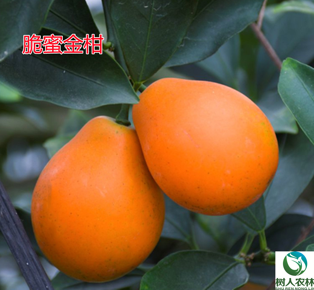 湖南樹(shù)人農(nóng)林科技有限公司,湖南柑橘品種銷(xiāo)售,中國(guó)果樹(shù)網(wǎng),常綠果樹(shù)類(lèi)哪里好