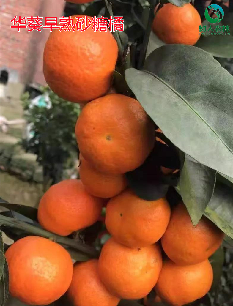 湖南樹(shù)人農(nóng)林科技有限公司,湖南柑橘品種銷(xiāo)售,中國(guó)果樹(shù)網(wǎng),常綠果樹(shù)類(lèi)哪里好