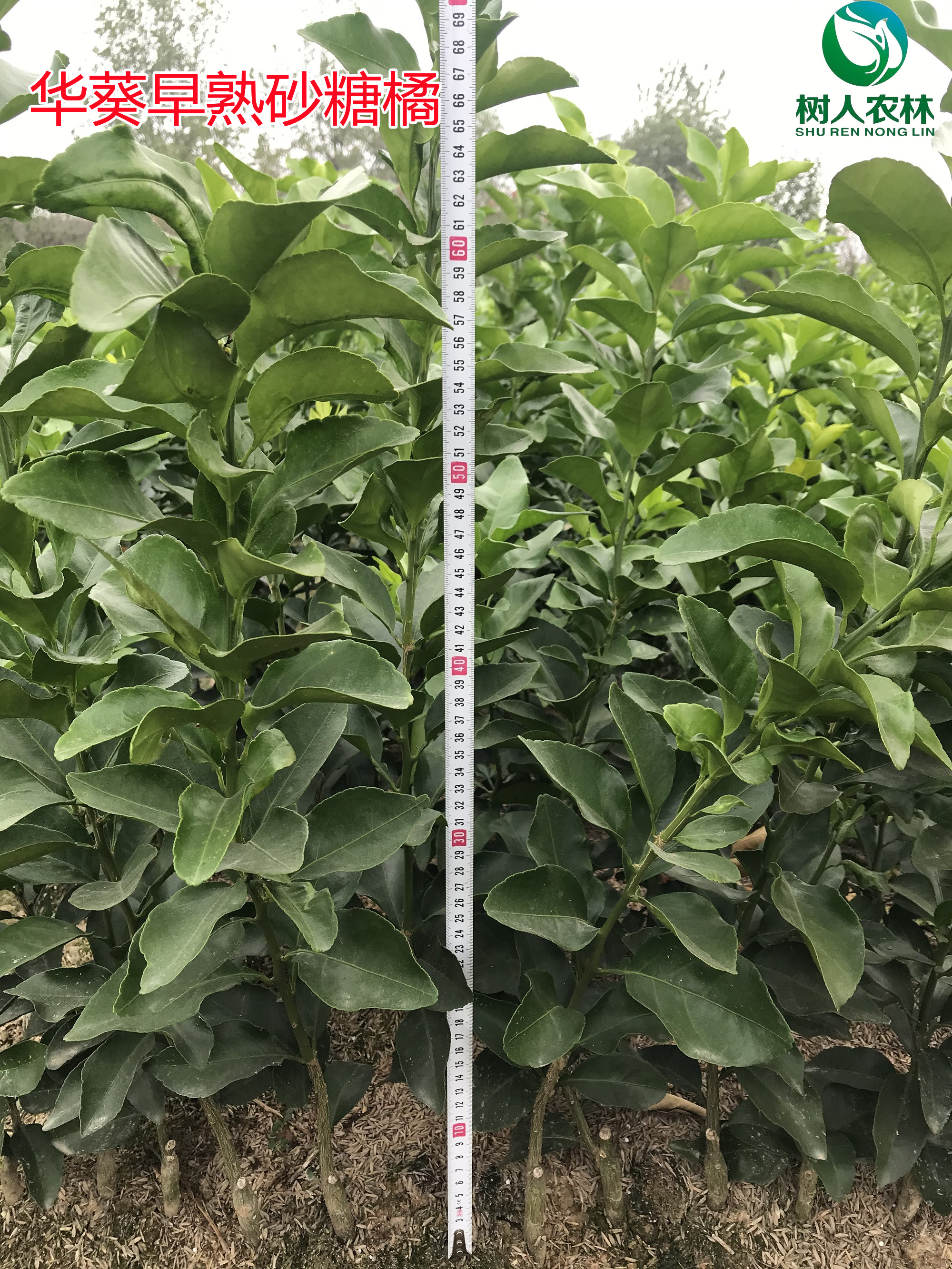 湖南樹(shù)人農(nóng)林科技有限公司,湖南柑橘品種銷(xiāo)售,中國(guó)果樹(shù)網(wǎng),常綠果樹(shù)類(lèi)哪里好