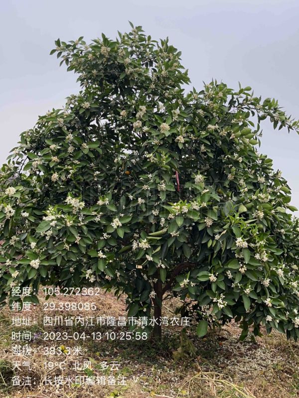 湖南樹人農(nóng)林科技有限公司,湖南柑橘品種銷售,中國(guó)果樹網(wǎng),常綠果樹類哪里好