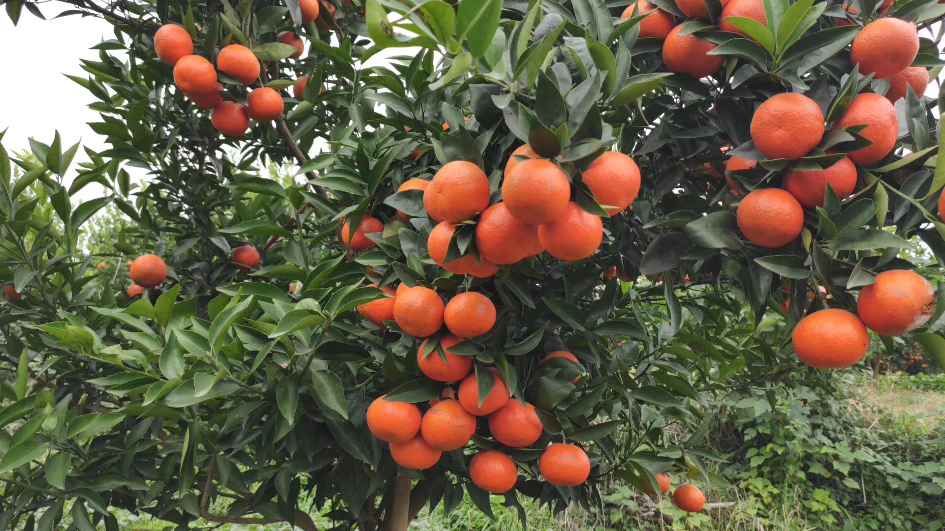湖南樹(shù)人農(nóng)林科技有限公司,湖南柑橘品種銷售,中國(guó)果樹(shù)網(wǎng),常綠果樹(shù)類哪里好