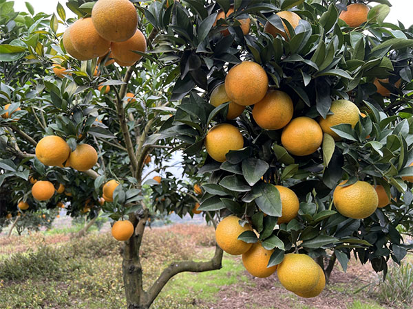 湖南樹人農林科技有限公司,湖南柑橘品種銷售,中國果樹網,常綠果樹類哪里好